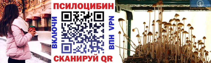 Псилоцибиновые грибы Psilocybe даркнет клад Петровск-Забайкальский где купить наркоту